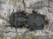 Phloeodes diabolicus