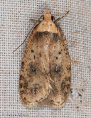 Agonopterix sp.