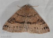 Drepanulatrix hulstii