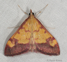 Pyrausta perrubralis