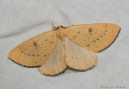 Hesperumia fumosaria