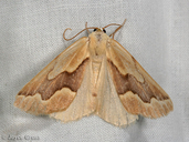 Sabulodes edwardsata