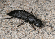 Ocypus olens