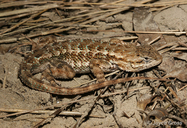 Sceloporus occidentalis