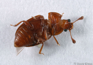 Epuraea aestiva