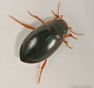 Dytiscidae