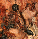 Formicidae