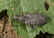 Retocomus sp.