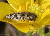 Acmaeodera hepburni