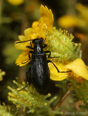 Epicauta puncticollis