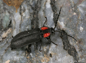 Ellychnia californica