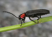 Ellychnia californica