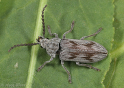 Dascillus davidsoni