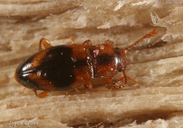 Phymaphora californica