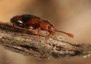 Phymaphora californica