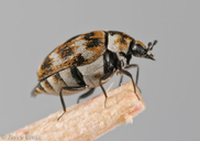 Anthrenus verbasci