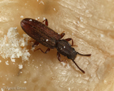 Oryzaephilus sp.