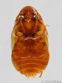 Platypsyllus castoris