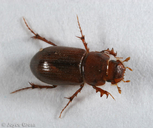 Cinacanthus militaris