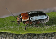 Pachybrachis circumcinctus