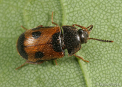 Mycetophagus punctatus