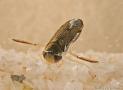Corixidae