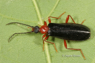 Dendroides canadensis