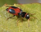 Collops quadriguttatus