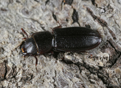 Tenebroides crassicornis