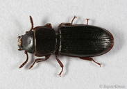 Tenebroides crassicornis