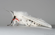 Spilosoma vestalis