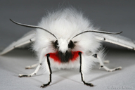 Spilosoma vestalis