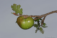 Andricus quercuscalifornicus