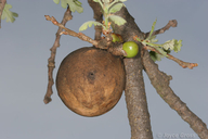 Andricus quercuscalifornicus