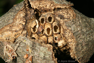 Dryocosmus asymmetricus