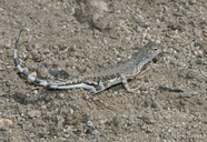 Callisaurus draconoides