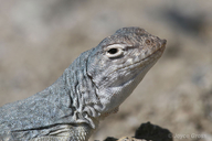 Callisaurus draconoides