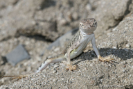 Callisaurus draconoides