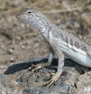 Callisaurus draconoides