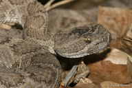 Crotalus oreganus lutosus