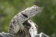 Sceloporus magister