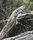Sceloporus magister