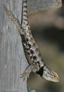 Sceloporus magister