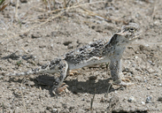 Phrynosoma platyrhinos