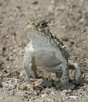 Phrynosoma platyrhinos