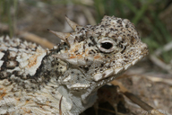Phrynosoma platyrhinos