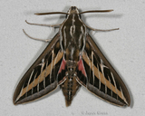 Hyles lineata