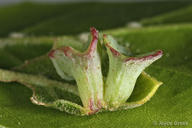 Amphibolips quercuspomiformis