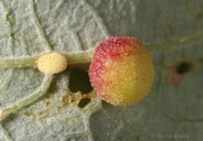 Acraspis macrocarpae