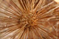 Amphibolips confluenta